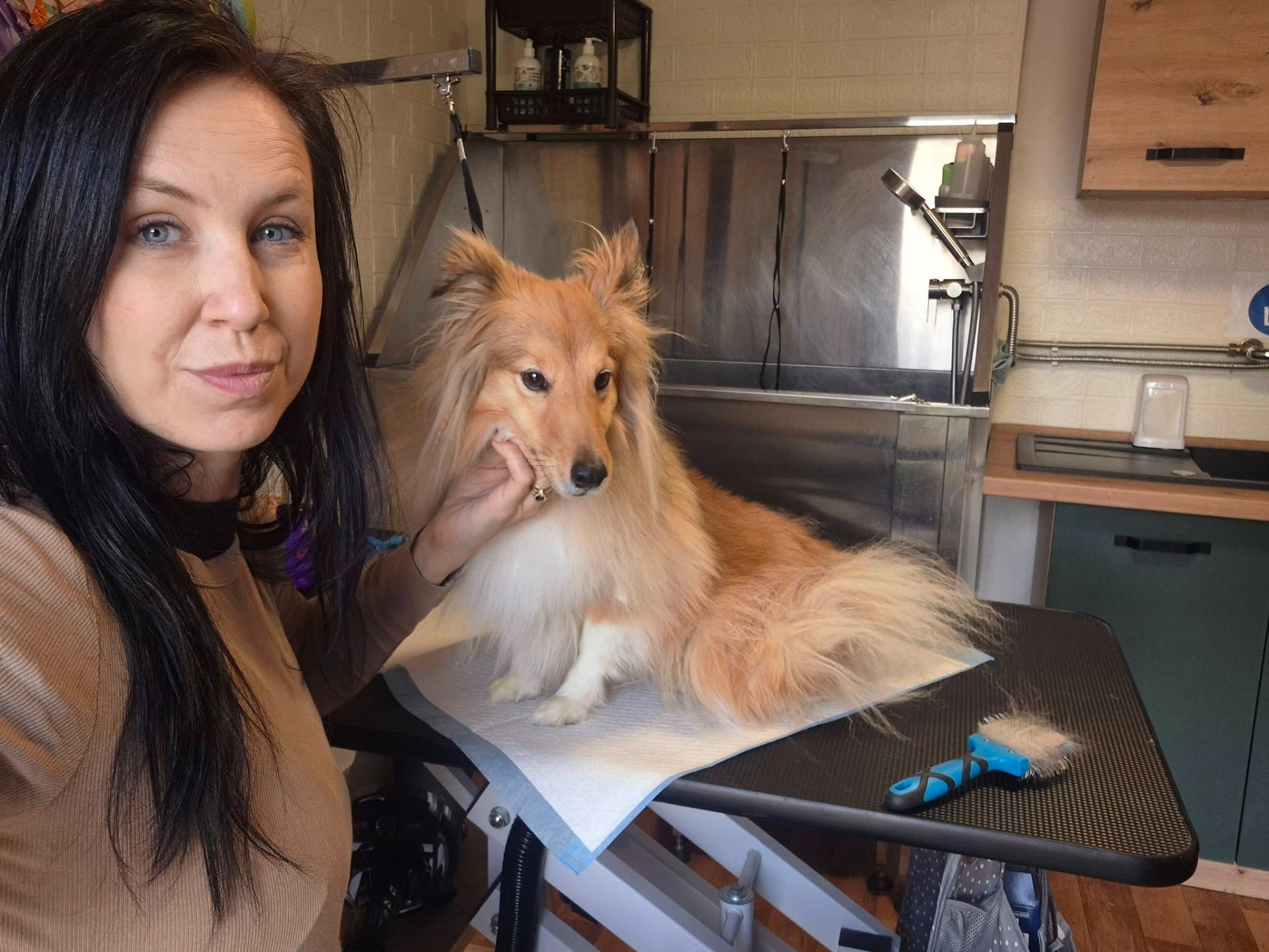 Vyčesanie a úprava srsti u sheltie